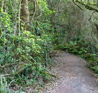Rainforest Walking Track Roberston Nature Reserve - Accommodation Sunshine Coast