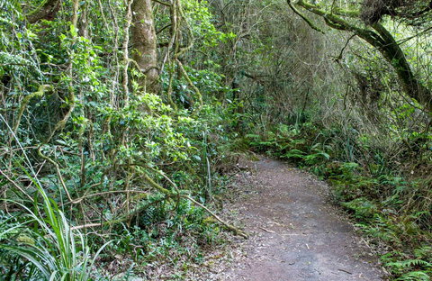 Rainforest Walking Track, Roberston Nature Reserve - Accommodation Sunshine Coast 0