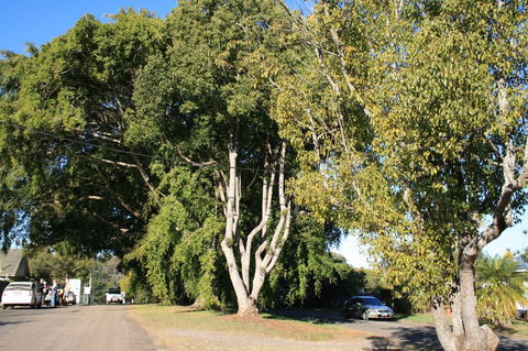 Anzac Avenue Memorial Trees, Beerburrum - Accommodation Sunshine Coast 0