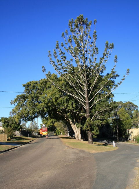 Anzac Avenue Memorial Trees, Beerburrum - Accommodation Sunshine Coast 1