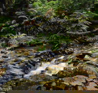 Budderoo National Park - Accommodation Sunshine Coast