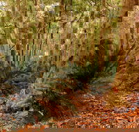 Burrawang Walking Track - Accommodation Sunshine Coast