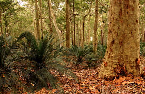 Burrawang Walking Track - Accommodation Sunshine Coast 0