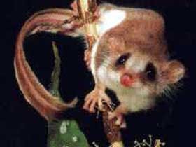 Carrowong Fauna Sanctuary - Accommodation Sunshine Coast 0