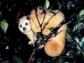 Carrowong Fauna Sanctuary - Accommodation Sunshine Coast 1