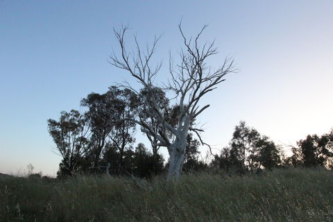 Cooleman Ridge - Accommodation Sunshine Coast 1
