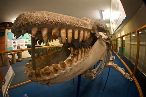 Eden Killer Whale Museum - Accommodation Sunshine Coast 0