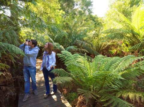Endeavour Fern Gully Walks - Accommodation Sunshine Coast 0
