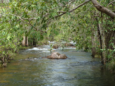 Florence Creek Walk - Accommodation Sunshine Coast 0