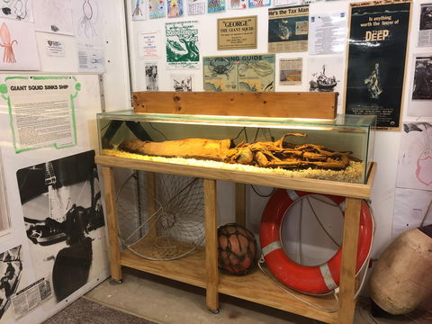 George The Giant Squid Display, Wallaroo - Accommodation Sunshine Coast 0