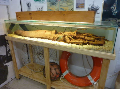George The Giant Squid Display, Wallaroo - Accommodation Sunshine Coast 1