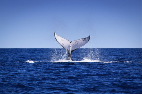 Humpback Whales - Accommodation Sunshine Coast 0