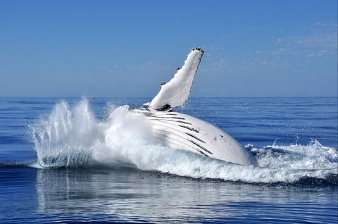 Humpback Whales - Accommodation Sunshine Coast 1