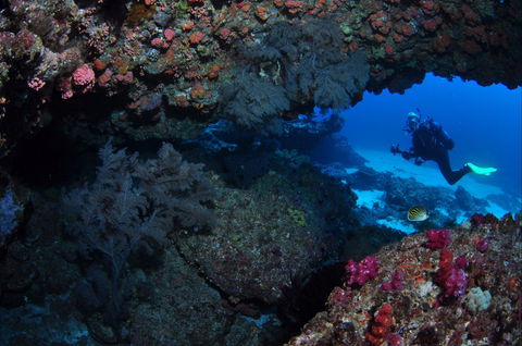 Hutchinson Shoal Dive Site - Accommodation Sunshine Coast 0