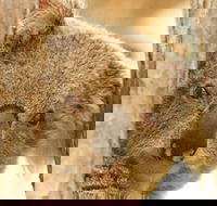 Koala Reserve - Accommodation Sunshine Coast