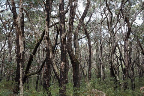 Lookout Hill  Circuit Walk - Accommodation Sunshine Coast 0