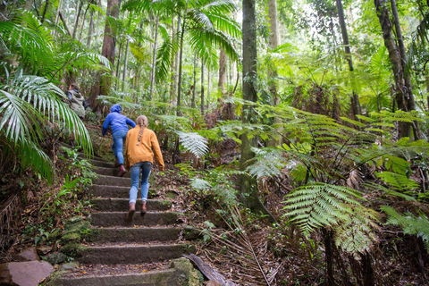 Maiala - Accommodation Sunshine Coast 1