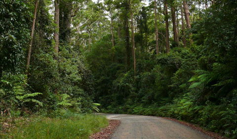 Moonpar Forest Drive - Cascade National Park - Accommodation Sunshine Coast 0