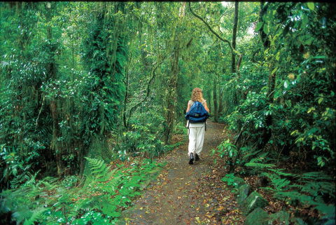 Mount Cougal, Springbrook National Park - Accommodation Sunshine Coast 0