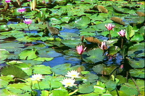 Mt Coot-tha Tourist Drive - Accommodation Sunshine Coast 1