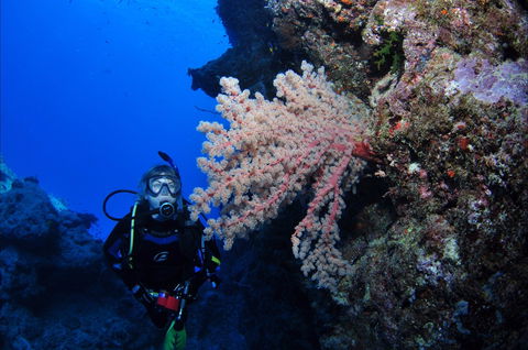 Norman Reef Dive Site - Accommodation Sunshine Coast 1