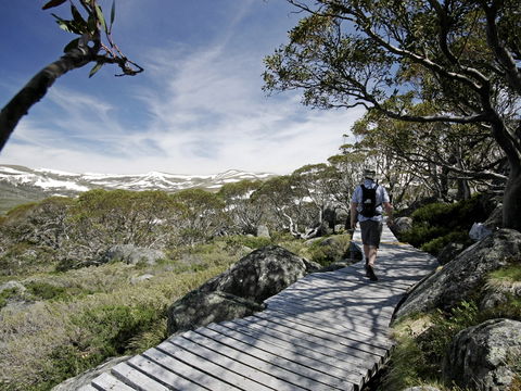 Snow Gums Boardwalk - Accommodation Sunshine Coast 0
