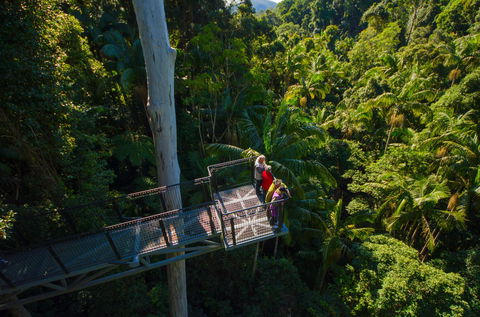 Tamborine Rainforest Skywalk - Accommodation Sunshine Coast 1