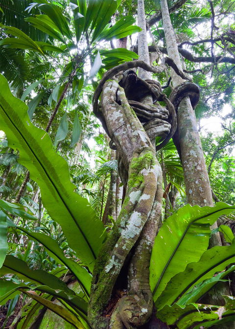 Tamborine Rainforest Skywalk - Accommodation Sunshine Coast 2