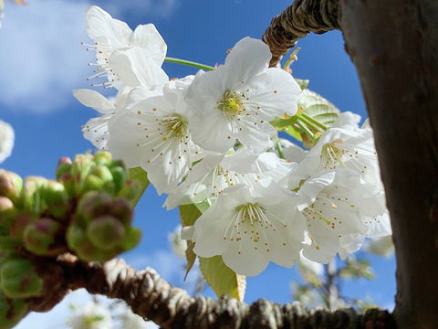 Tasmania Birchs Bay Cherries - Accommodation Sunshine Coast 0