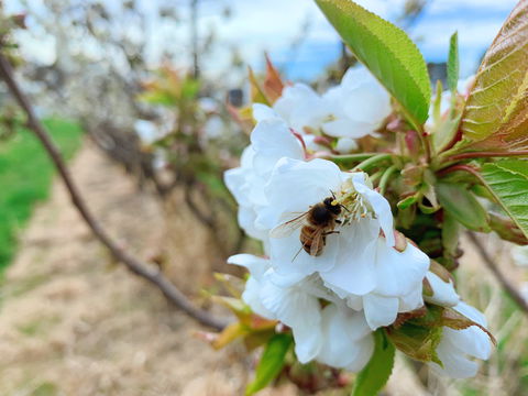Tasmania Birchs Bay Cherries - Accommodation Sunshine Coast 1