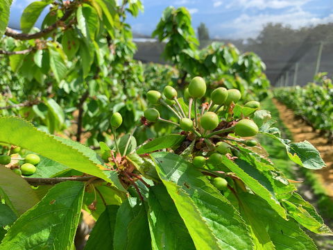 Tasmania Birchs Bay Cherries - Accommodation Sunshine Coast 2