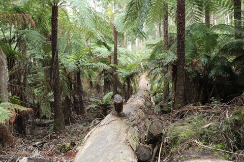 Upper Yarra Reservoir Park - Accommodation Sunshine Coast 0