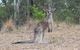 Blue Mountains Number 1 Day Tour Includes Popular Breakfast In The Aussie Bush - thumb 4