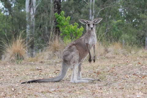 Blue Mountains Number 1 Day Tour Includes Popular Breakfast In The Aussie Bush - Accommodation Sunshine Coast 4