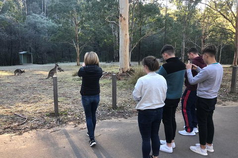 Blue Mountains Number 1 Day Tour Includes Popular Breakfast In The Aussie Bush - Accommodation Sunshine Coast 10