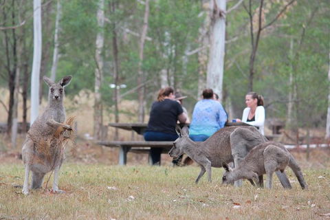 Blue Mountains Number 1 Day Tour Includes Popular Breakfast In The Aussie Bush - Accommodation Sunshine Coast 15