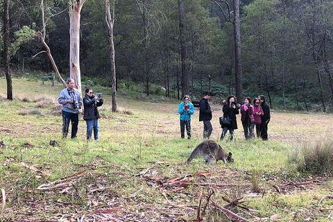 Blue Mountains Number 1 Day Tour Includes Popular Breakfast In The Aussie Bush - Accommodation Sunshine Coast 3