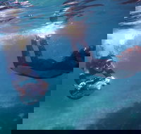 Small-Group Underwater Scooter Experience in Clovelly - Accommodation Sunshine Coast