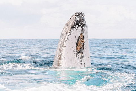 Premier Whale Watching Byron Bay - Accommodation Sunshine Coast 8