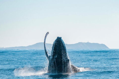 Premier Whale Watching Byron Bay - Accommodation Sunshine Coast 2