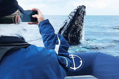 Premier Whale Watching Byron Bay - Accommodation Sunshine Coast 6