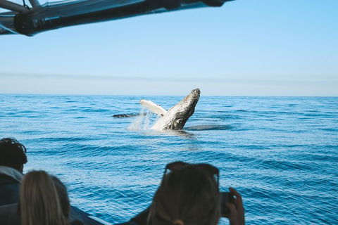 Premier Whale Watching Byron Bay - Accommodation Sunshine Coast 5