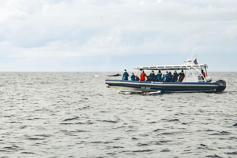 Premier Whale Watching Byron Bay - Accommodation Sunshine Coast 9