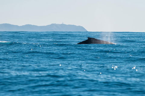 Premier Whale Watching Byron Bay - Accommodation Sunshine Coast 4