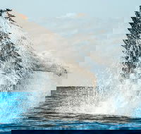 Premier Whale Watching Byron Bay - Accommodation Sunshine Coast