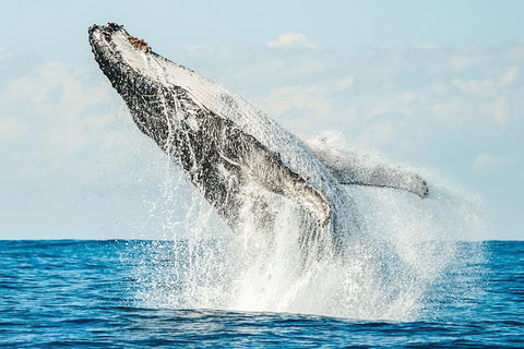 Premier Whale Watching Byron Bay - Accommodation Sunshine Coast 0