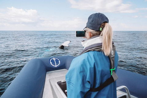 Premier Whale Watching Byron Bay - Accommodation Sunshine Coast 10