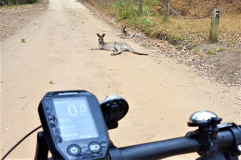 Blue Labyrinth Tour: Sydney Blue Mountains By E-Bike - Accommodation Sunshine Coast 4
