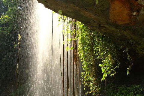 Rainforest & Waterfall Experience - Accommodation Sunshine Coast 9