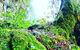 Rainforest & Waterfall Experience - thumb 8